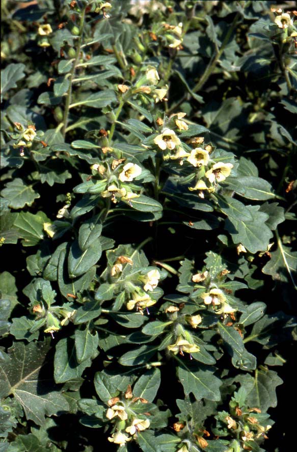 Hyoscyamus albus.jpg