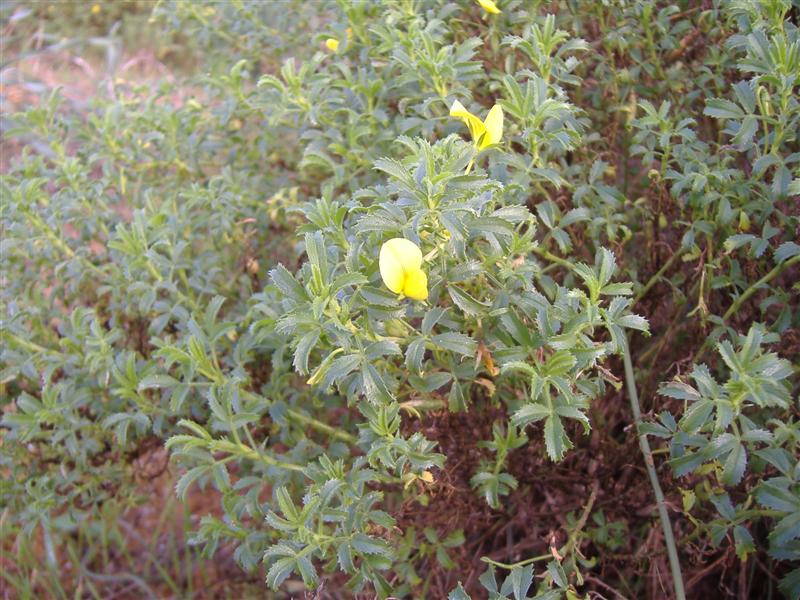 ononis natrix