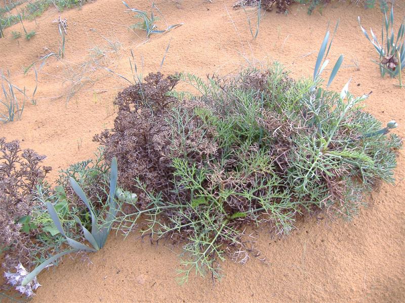spiny echinophore