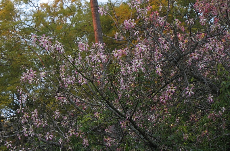 Chorisia speciosa Flowers
