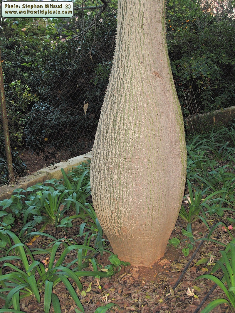Chorisia speciosa
