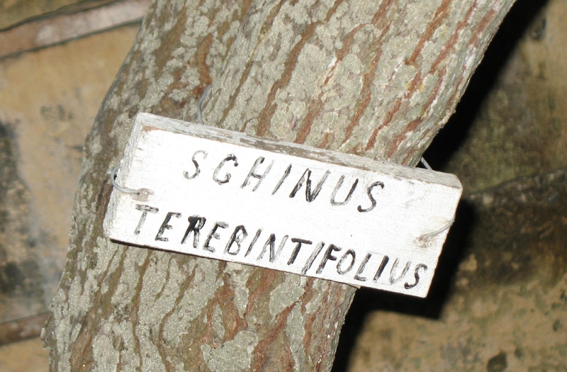 S. terebinthifolius