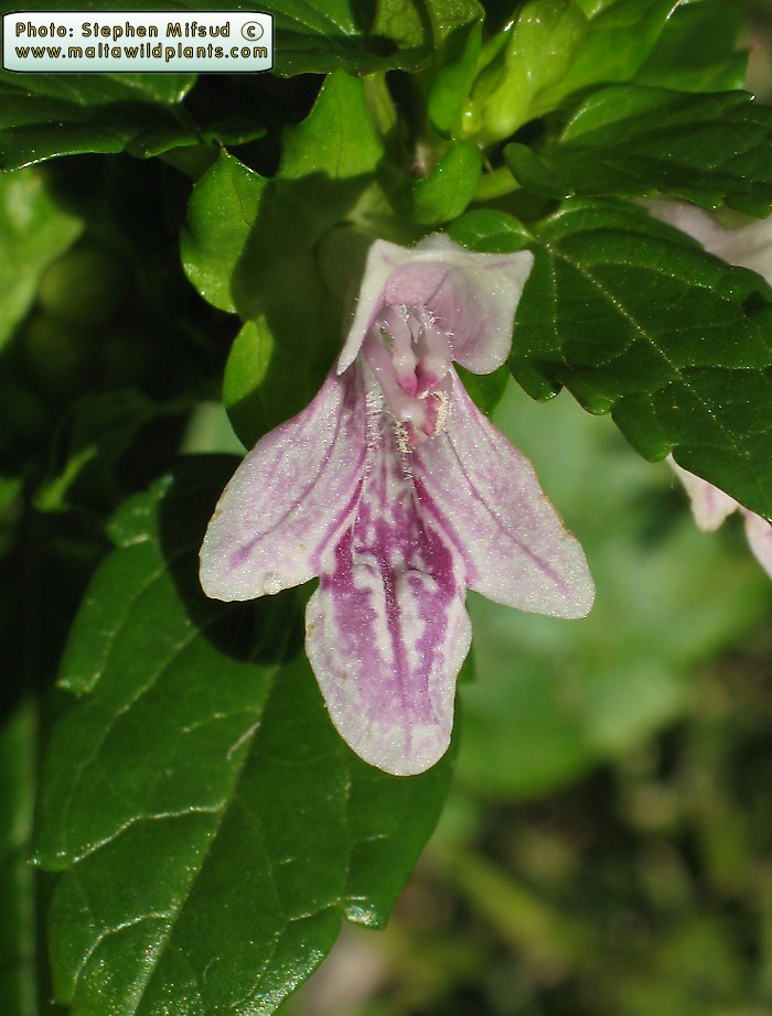 Artitstic White HedgeNettle