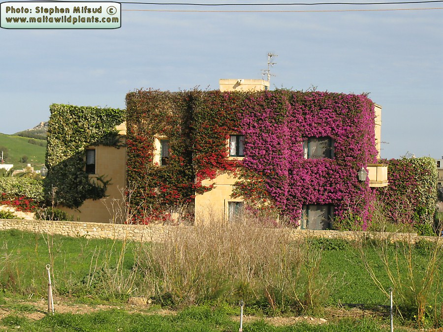 Amazing house!