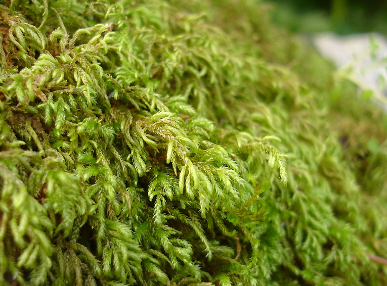 moss.jpg