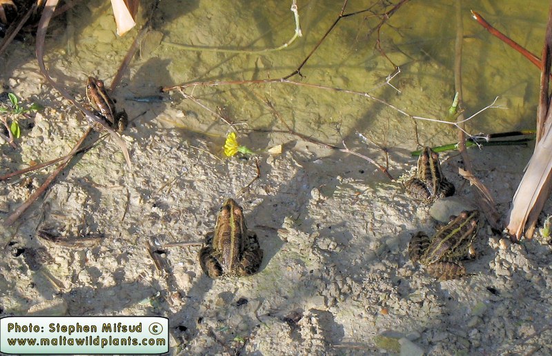 Frogs of Sanrafflu Pool, Gozo - photo 1