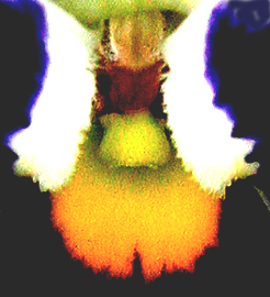 Ophrys viwi 3897.jpg