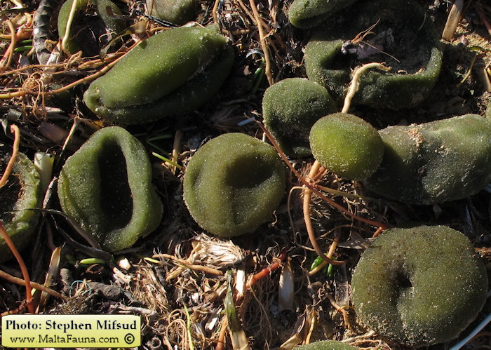 Codium bursa (Ball Alga). This page is part of www.MaltaWildPlants.com website by Stephen Mifsud, Malta