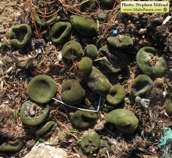 Codium bursa (Ball Alga). This page is part of www.MaltaWildPlants.com website by Stephen Mifsud, Malta