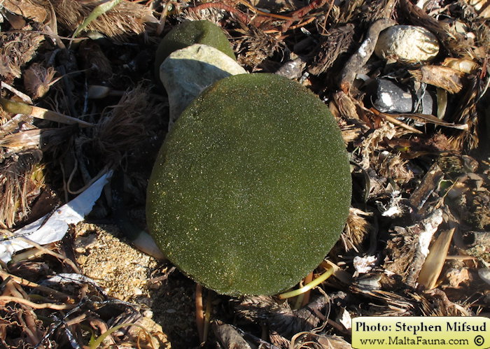 Codium bursa (Ball Alga). This page is part of www.MaltaWildPlants.com website by Stephen Mifsud, Malta