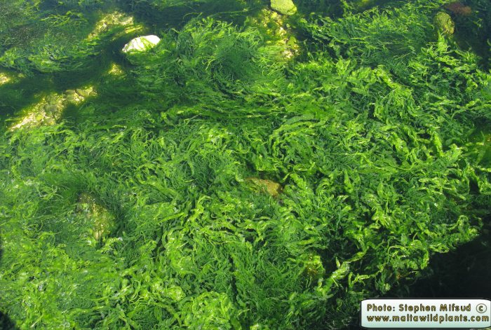 Ulva intestinalis (Gut Weed). This page is part of www.MaltaWildPlants.com website by Stephen Mifsud, Malta