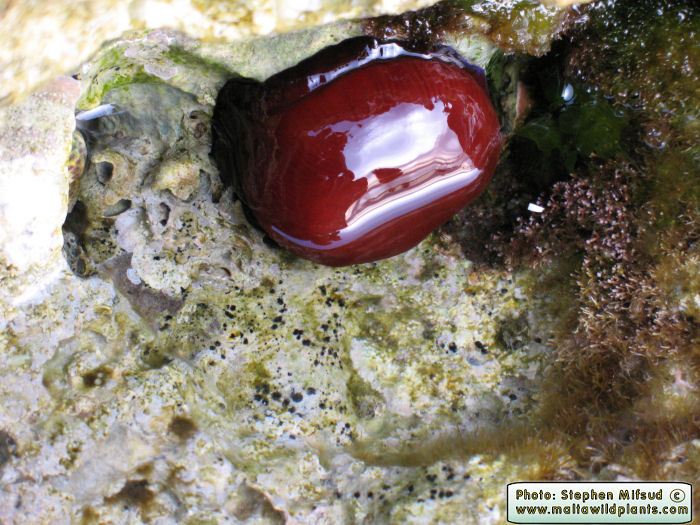 Actinia equina (Beadlet anemone). This page is part of www.MaltaWildPlants.com website by Stephen Mifsud, Malta