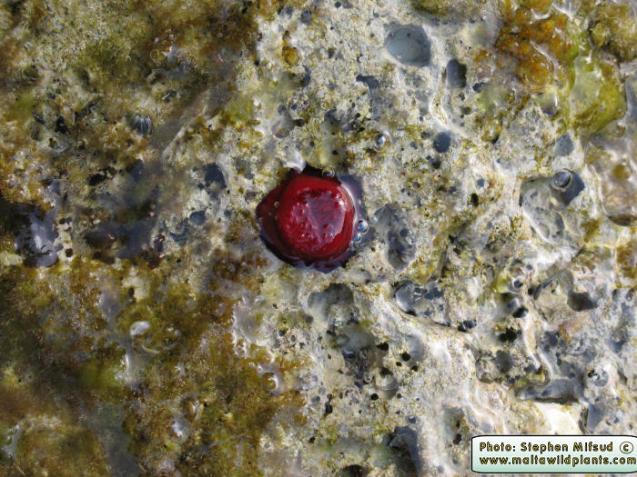 Actinia equina (Beadlet anemone). This page is part of www.MaltaWildPlants.com website by Stephen Mifsud, Malta
