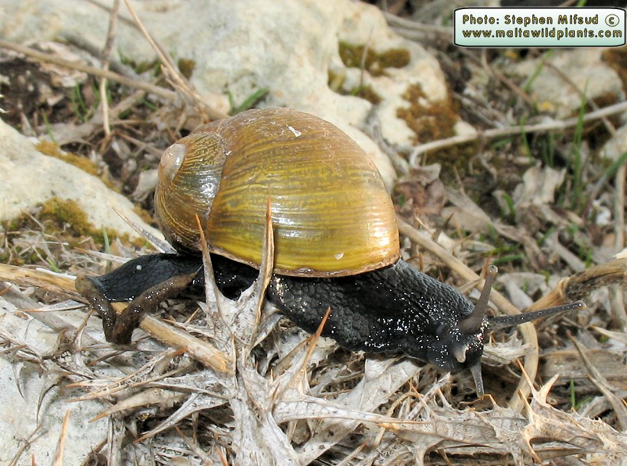 Cantareus apertus (Goat Snail). This page is part of www.MaltaWildPlants.com website by Stephen Mifsud, Malta