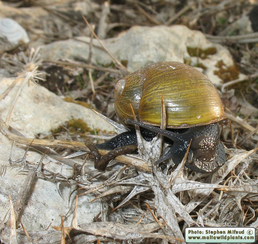 Cantareus apertus (Goat Snail). This page is part of www.MaltaWildPlants.com website by Stephen Mifsud, Malta