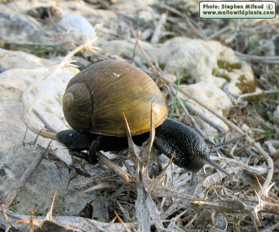 Cantareus apertus (Goat Snail). This page is part of www.MaltaWildPlants.com website by Stephen Mifsud, Malta
