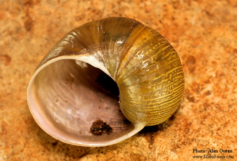 Cantareus apertus (Goat Snail). This page is part of www.MaltaWildPlants.com website by Stephen Mifsud, Malta