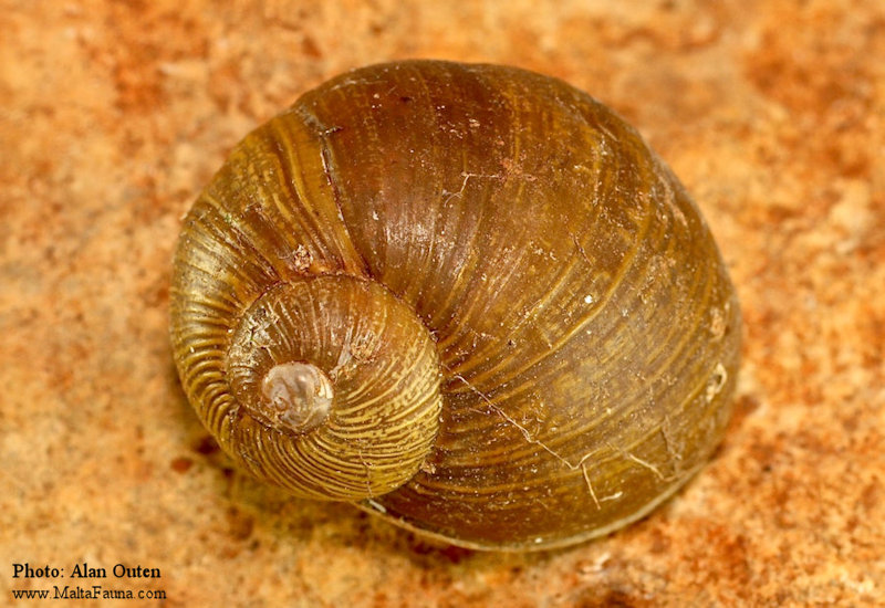 Cantareus apertus (Goat Snail). This page is part of www.MaltaWildPlants.com website by Stephen Mifsud, Malta
