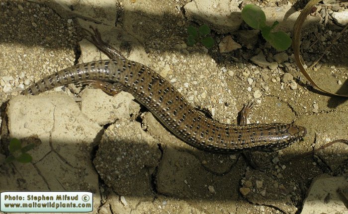 Chalcides ocellatus (Ocellated Skink). This page is part of www.MaltaWildPlants.com website by Stephen Mifsud, Malta