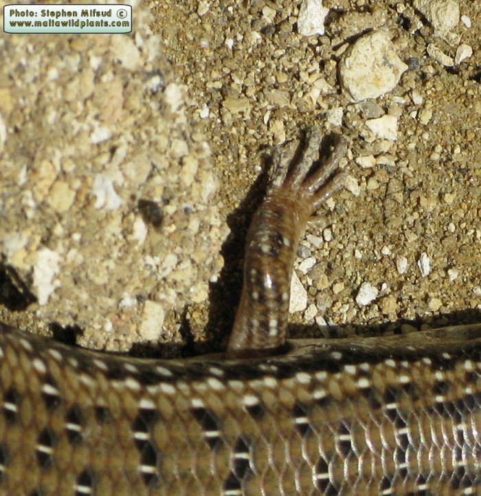 Chalcides ocellatus (Ocellated Skink). This page is part of www.MaltaWildPlants.com website by Stephen Mifsud, Malta
