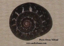 Clanculus jussieui (). This page is part of www.MaltaWildPlants.com website by Stephen Mifsud, Malta