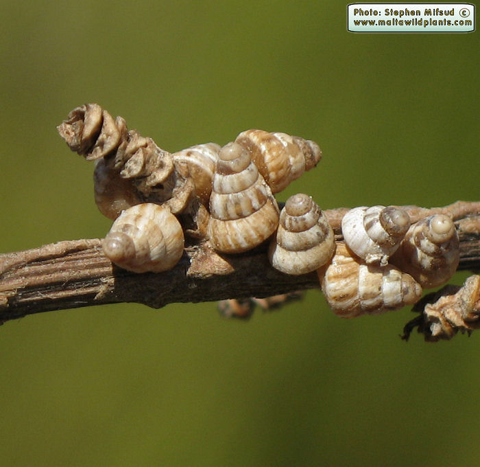 Cochlicella acuta (Pointed snail). This page is part of www.MaltaWildPlants.com website by Stephen Mifsud, Malta