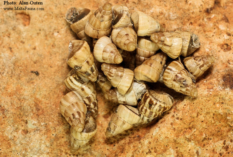 Cochlicella acuta (Pointed snail). This page is part of www.MaltaWildPlants.com website by Stephen Mifsud, Malta