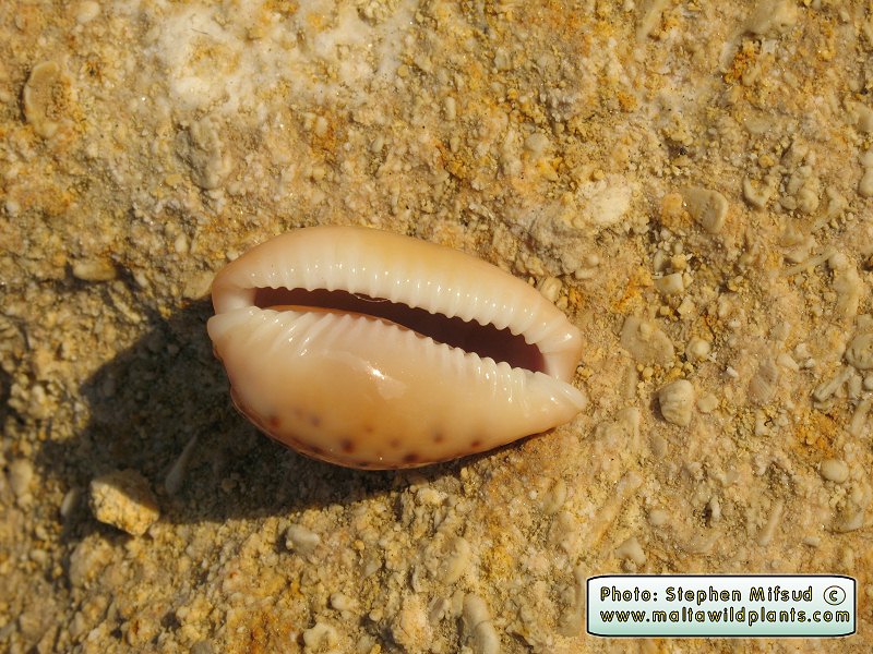 Erosaria spurca (Mediterranean Cowry). This page is part of www.MaltaWildPlants.com website by Stephen Mifsud, Malta