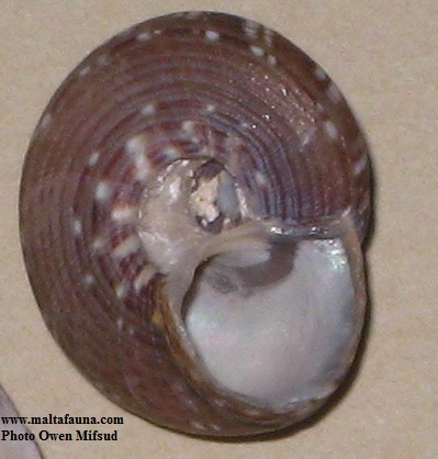 Gibbula umbilicaris (). This page is part of www.MaltaWildPlants.com website by Stephen Mifsud, Malta