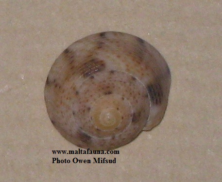 Gibbula varia (Variable Topshell). This page is part of www.MaltaWildPlants.com website by Stephen Mifsud, Malta