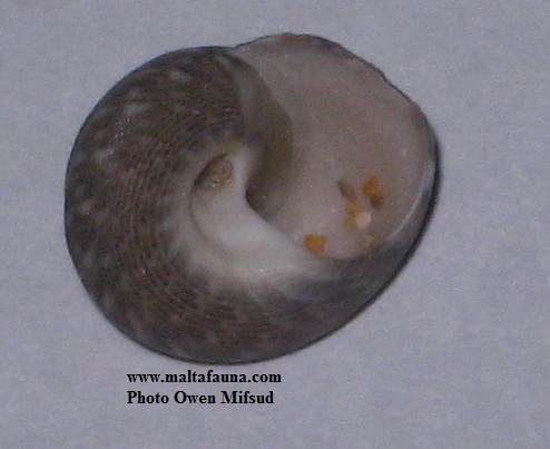 Gibbula varia (Variable Topshell). This page is part of www.MaltaWildPlants.com website by Stephen Mifsud, Malta
