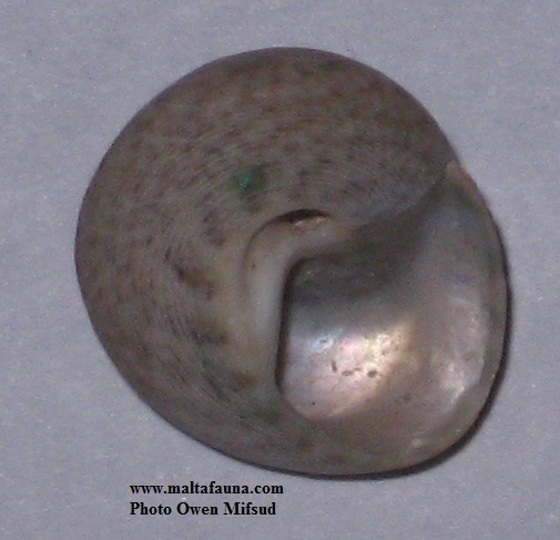 Gibbula varia (Variable Topshell). This page is part of www.MaltaWildPlants.com website by Stephen Mifsud, Malta