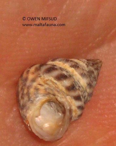 Jujubinus exasperatus (English name not known). This page is part of www.MaltaWildPlants.com website by Stephen Mifsud, Malta