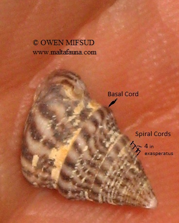 Jujubinus exasperatus (English name not known). This page is part of www.MaltaWildPlants.com website by Stephen Mifsud, Malta