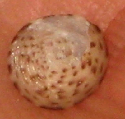 Jujubinus striatus (Grooved Jujubinus). This page is part of www.MaltaWildPlants.com website by Stephen Mifsud, Malta