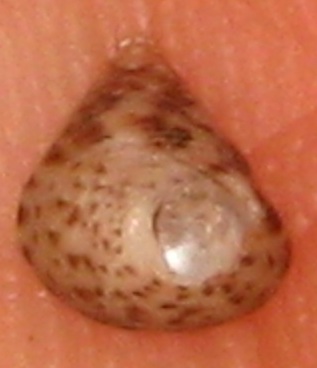 Jujubinus striatus (Grooved Jujubinus). This page is part of www.MaltaWildPlants.com website by Stephen Mifsud, Malta