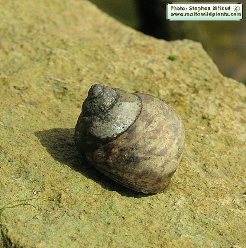 Osilinus articulatus (English name not known). This page is part of www.MaltaWildPlants.com website by Stephen Mifsud, Malta