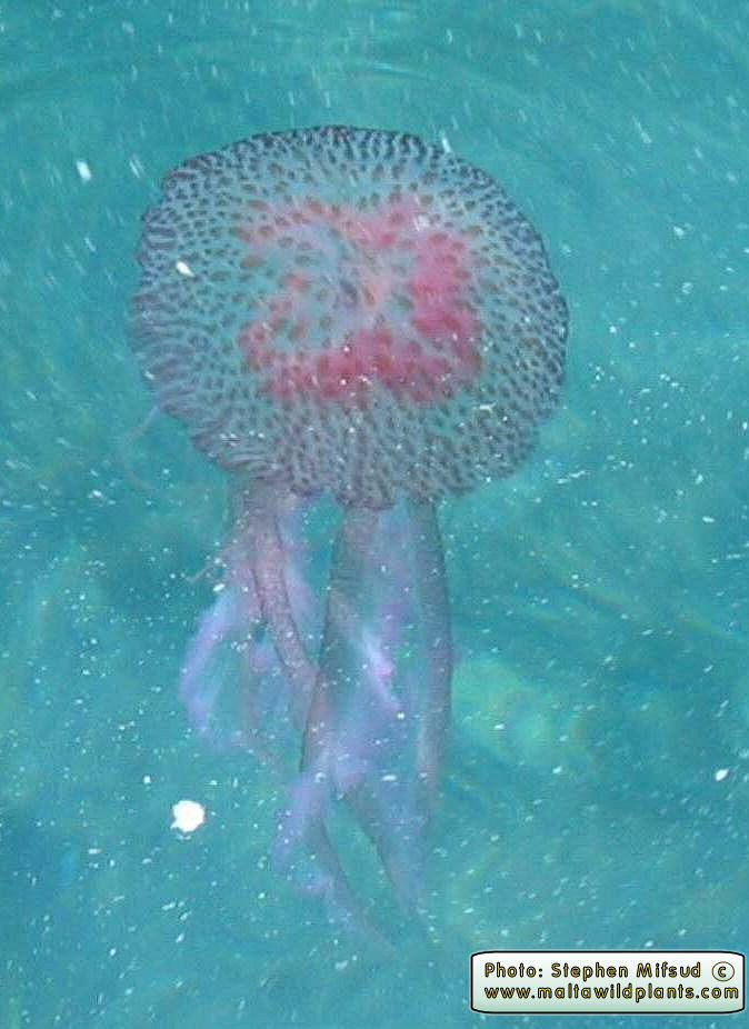 Pelagia noctiluca (Common Jellyfish). This page is part of www.MaltaWildPlants.com website by Stephen Mifsud, Malta