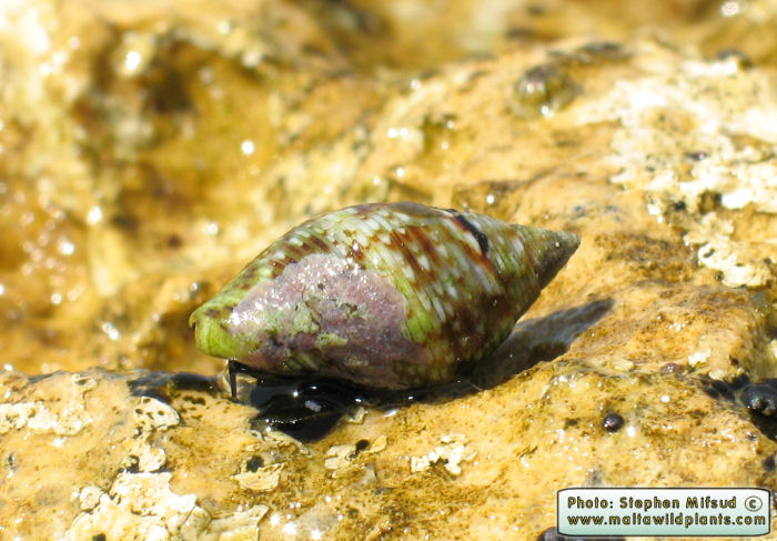 Pisania maculosa (Stained Pisania). This page is part of www.MaltaWildPlants.com website by Stephen Mifsud, Malta