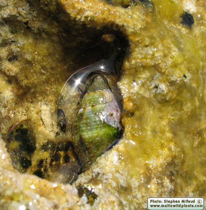 Pisania maculosa (Stained Pisania). This page is part of www.MaltaWildPlants.com website by Stephen Mifsud, Malta