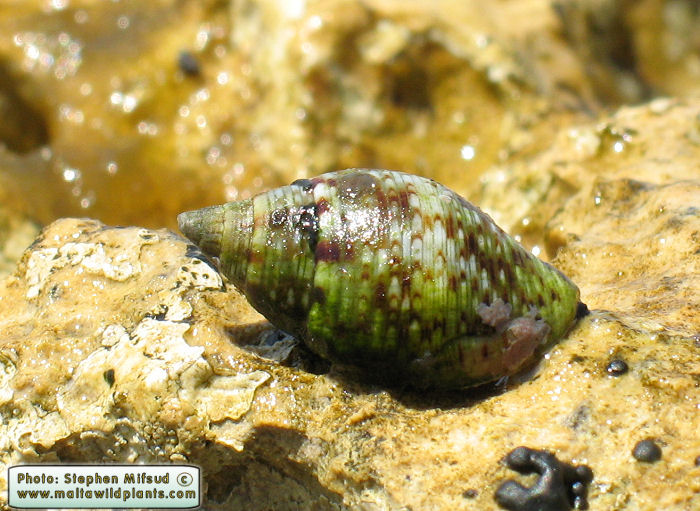 Pisania maculosa (Stained Pisania). This page is part of www.MaltaWildPlants.com website by Stephen Mifsud, Malta