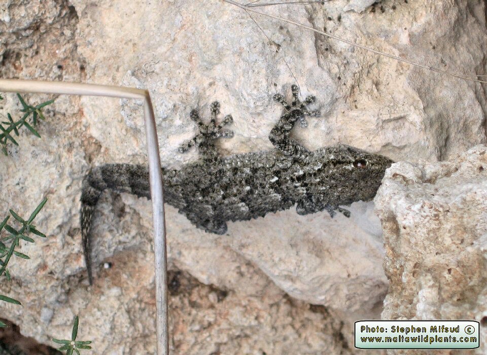 Tarentola mauritanica (Moorish Wall Gecko). This page is part of www.MaltaWildPlants.com website by Stephen Mifsud, Malta