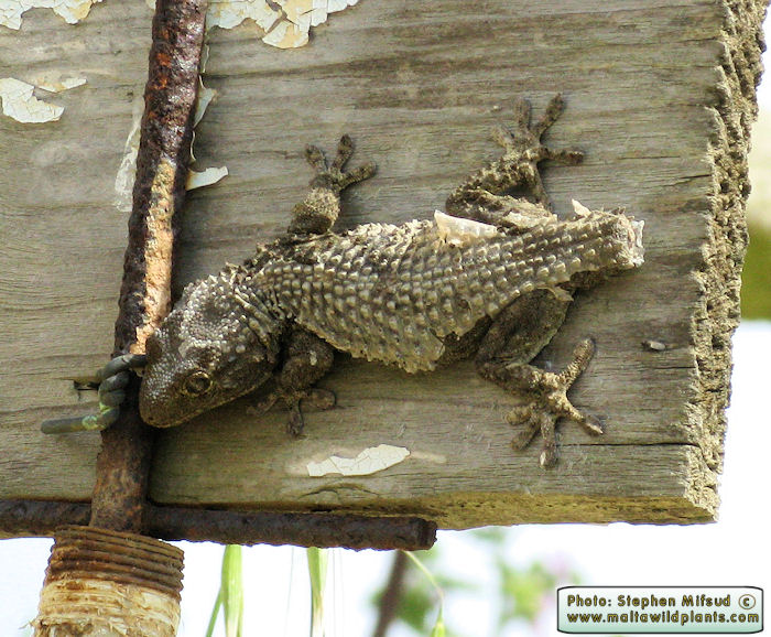 Tarentola mauritanica (Moorish Wall Gecko). This page is part of www.MaltaWildPlants.com website by Stephen Mifsud, Malta