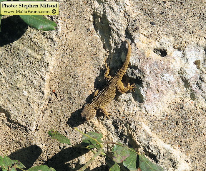 Tarentola mauritanica (Moorish Wall Gecko). This page is part of www.MaltaWildPlants.com website by Stephen Mifsud, Malta