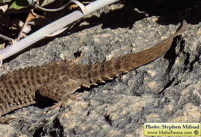 Tarentola mauritanica (Moorish Wall Gecko). This page is part of www.MaltaWildPlants.com website by Stephen Mifsud, Malta