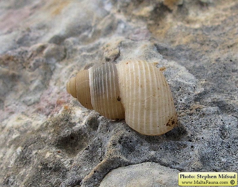 Tudorella sulcata (English name not known). This page is part of www.MaltaWildPlants.com website by Stephen Mifsud, Malta