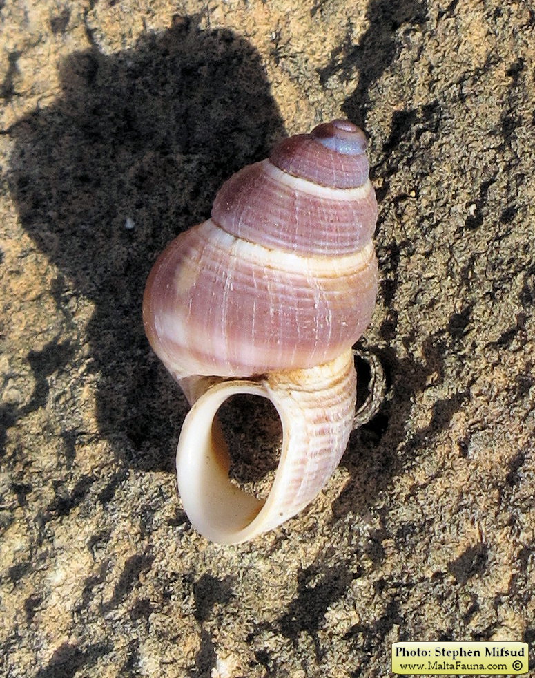 Tudorella sulcata (English name not known). This page is part of www.MaltaWildPlants.com website by Stephen Mifsud, Malta