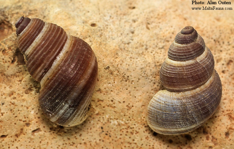Tudorella sulcata (English name not known). This page is part of www.MaltaWildPlants.com website by Stephen Mifsud, Malta