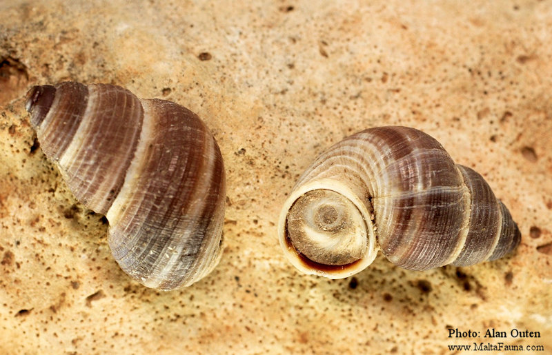 Tudorella sulcata (English name not known). This page is part of www.MaltaWildPlants.com website by Stephen Mifsud, Malta