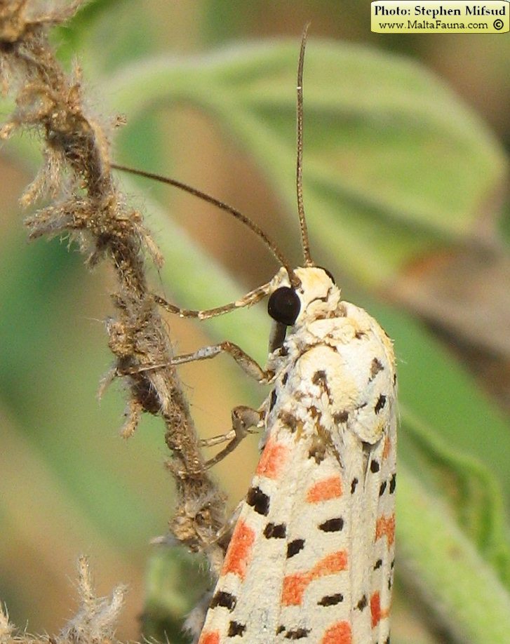 Wild Plants of Malta and Gozo - Utetheisa pulchella (Crimson-speckled Moth)